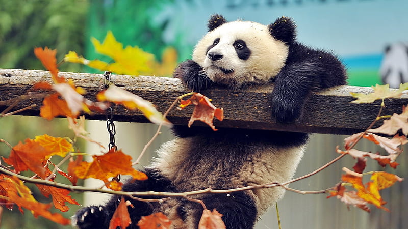 panda, bears, funny animals, zoo autumn, HD wallpaper