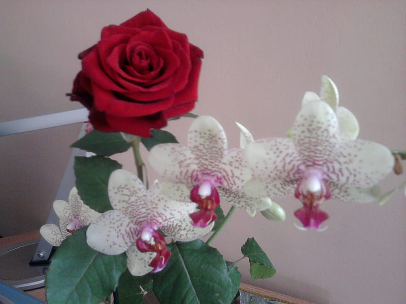 Roses, noveny, virag, orchidea, HD wallpaper