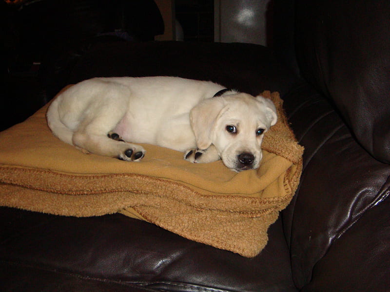 Baxter, puppies, dogs, HD wallpaper