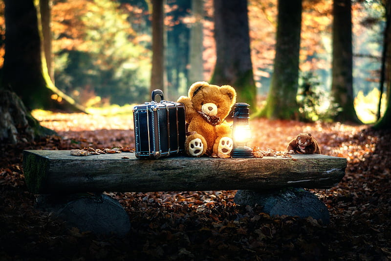 Teddy Bears Cute Alone in Forest, teddy-bears, cute, alone, forest, sad, HD wallpaper