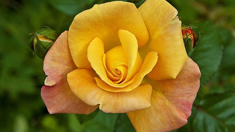 Yellow Rose, yellow, garden, flowers, rose, HD wallpaper | Peakpx