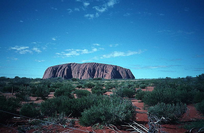 Uluru, red, desert, isolated, rock, dingo, outback, shrubs, dry, large, australia, huge, HD wallpaper