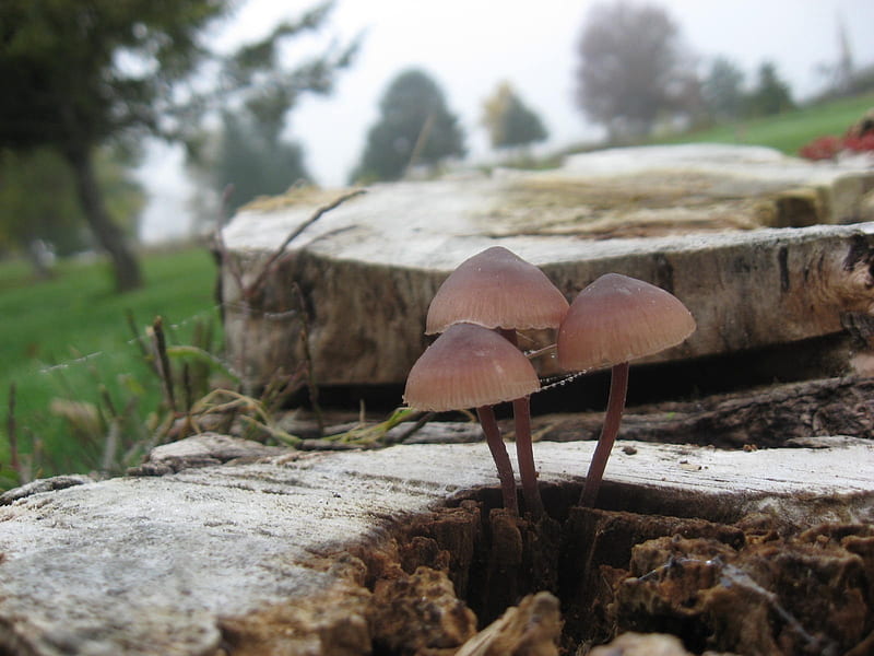 a trio, mushrooms, fungi, trees, stump, HD wallpaper