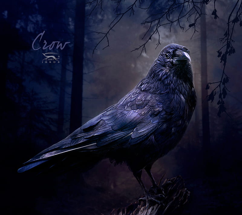 midnight crow, bird, crow, dark, raven, HD wallpaper