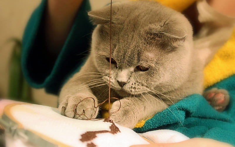 British Shorthair Cat, kitten, gray cat, cute animals, pets, cats, domestic cat, British Shorthair, HD wallpaper