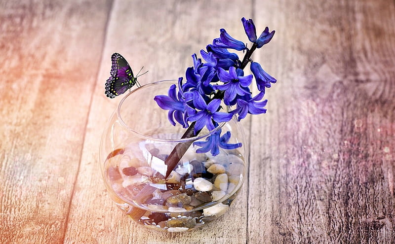 Happy spring!, hyacinth, vase, spring, card, glass, butterfly, flower, insect, wood, blue, HD wallpaper