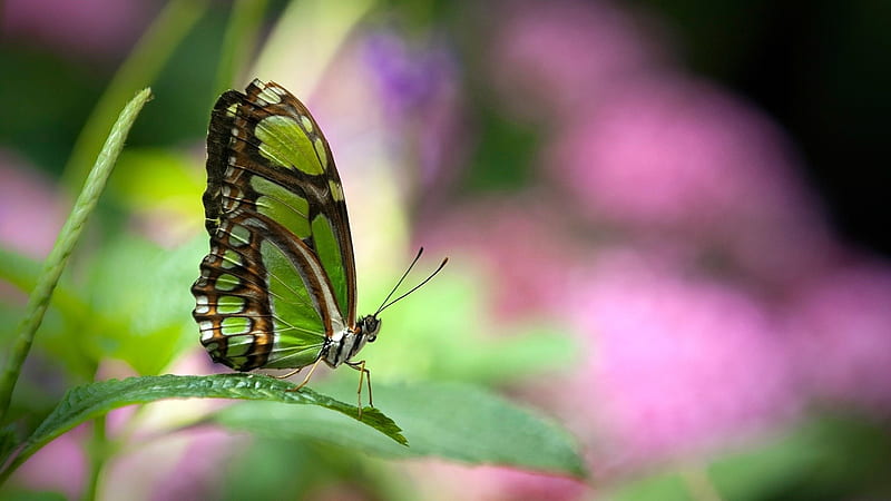 green butterfly-2012 animal Featured, HD wallpaper