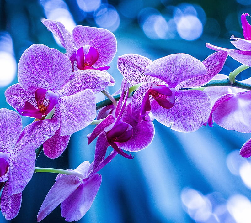 Flowerssss, 2015, flower, gs3, nature, new, purple, HD wallpaper