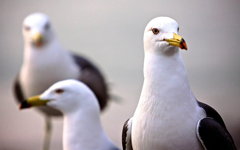 curious seagull-Natural animal, HD wallpaper