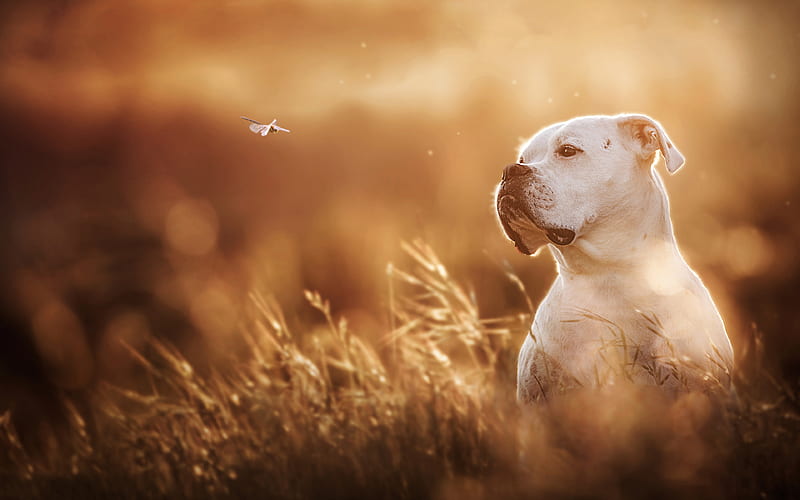 Pit Bull Terrier, dogs White pitbull, muzzle, lawn, Pit Bull, pets, Pit Bull Dog, HD wallpaper
