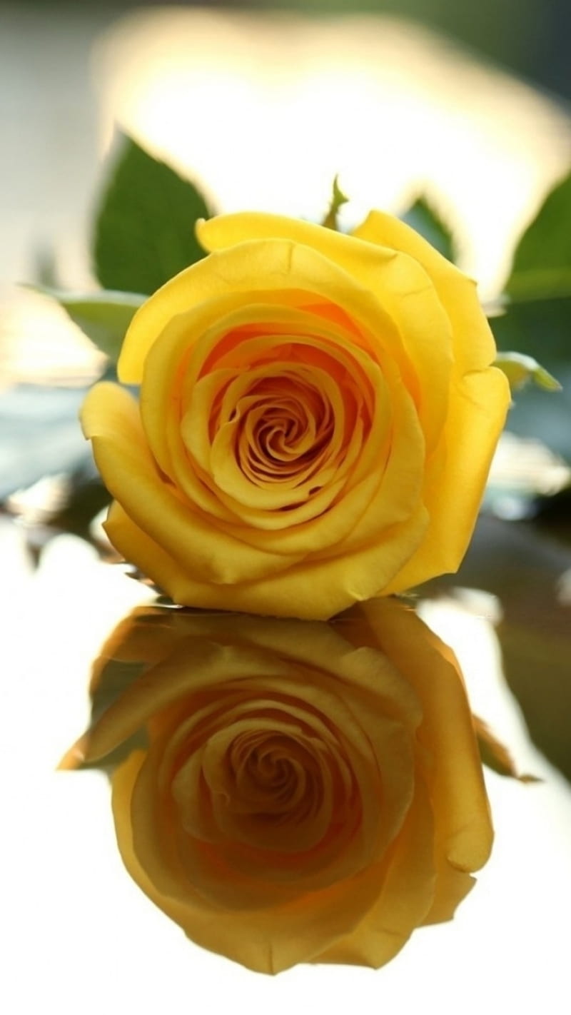 rose yellow, flowers, HD phone wallpaper
