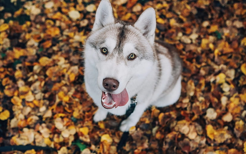 Husky, autumn, caine, dog, animal, leaf, HD wallpaper | Peakpx