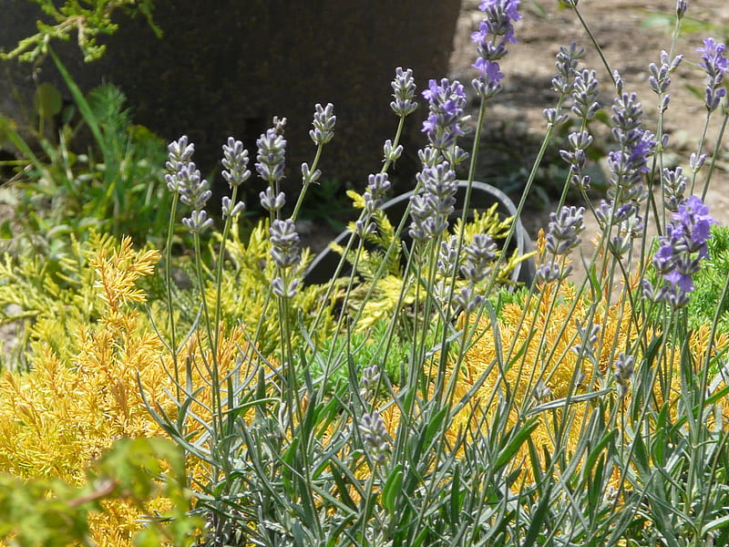 Lavandula officinalis, plants, flowers, garden, lavandula, landscape, HD wallpaper