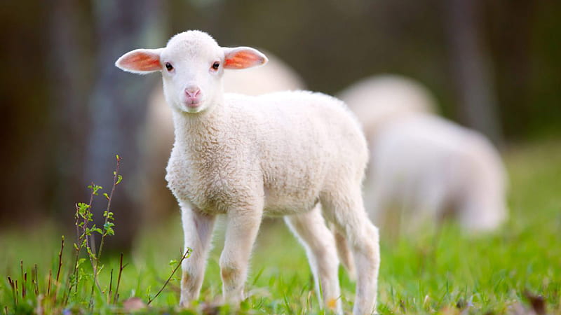 White Lamb Is Standing On Green Grass In Blur Background Lamb, HD wallpaper