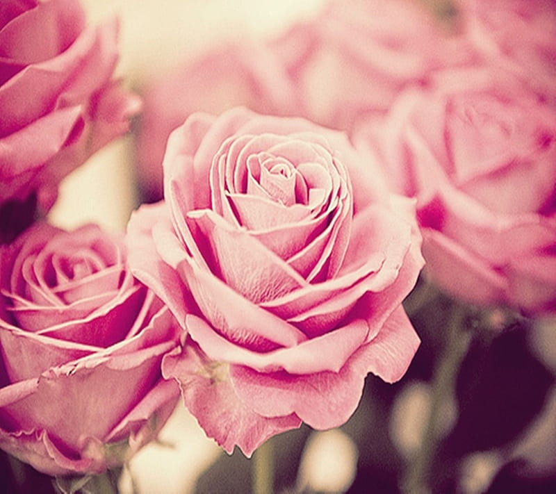 Beautiful Roses, flower, nature, new, nice, petals, pink, rose, HD wallpaper