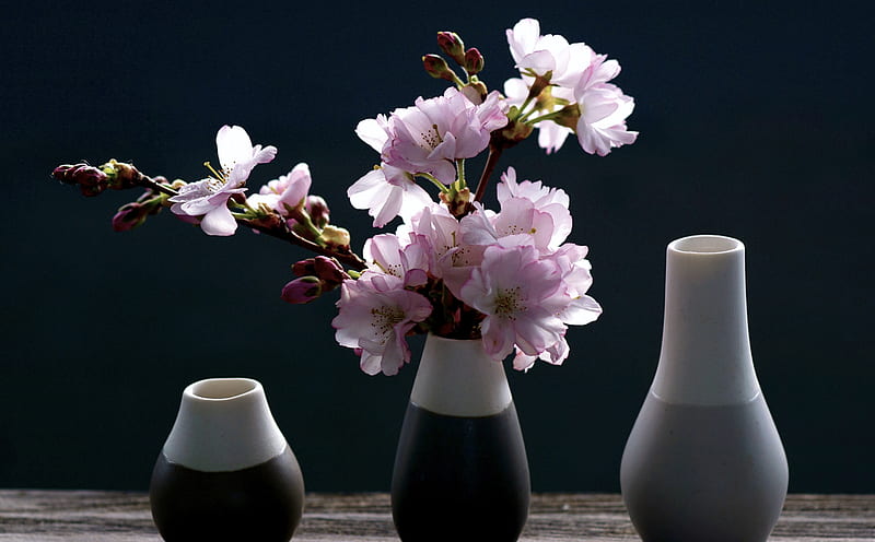 Cherry Blossoms Vase Background Ultra, Seasons, Spring, Flowers, Branch, Blooming, Blossom, Bloom, Vase, indoor, cherryblossom, HD wallpaper