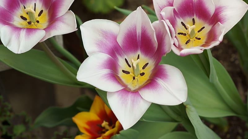Tulip, Purple, Magenta, White, Churippu, Tulips, 3840x2160, Tulipa gesneriana, Violet, Flowers, Flower, HD wallpaper