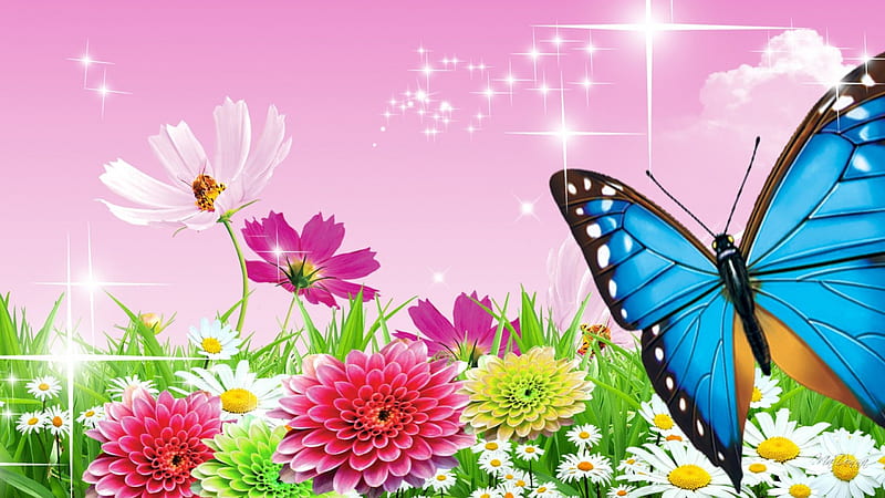 Summer Saturday Morning, stars, wild flowers, grass, spring, daisies, astors, butterfly, summer, pink, HD wallpaper