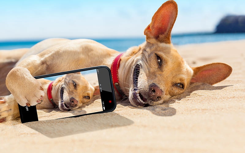 Selfie, beach, summer, phone, funny, puppy, dog, animal, HD wallpaper