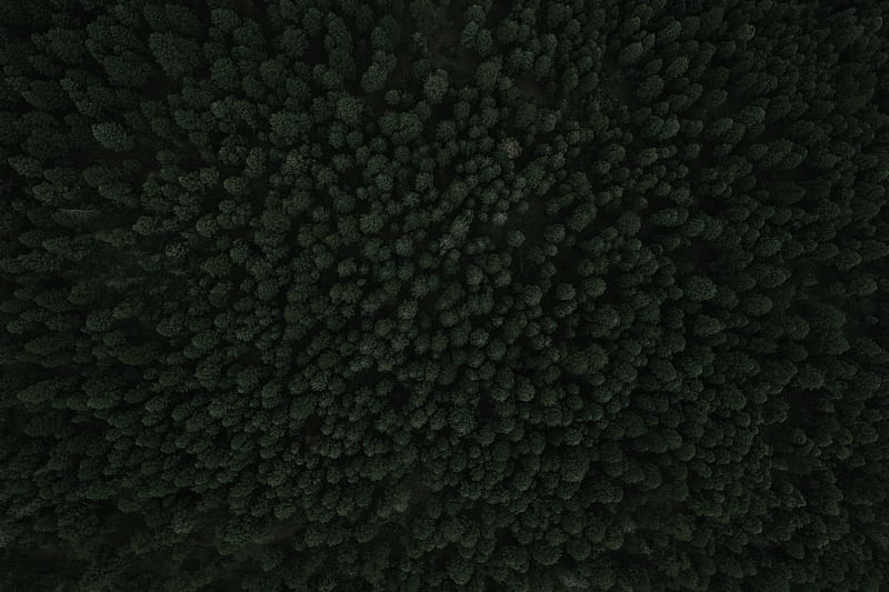A drone shot of dense woods near Palmer Lake, HD wallpaper