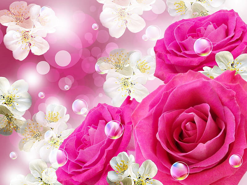 Roses, pretty, lovely, background, bonito, freshness, floral, slring, bubbles, blossoms, flowers, blooming, pink, HD wallpaper