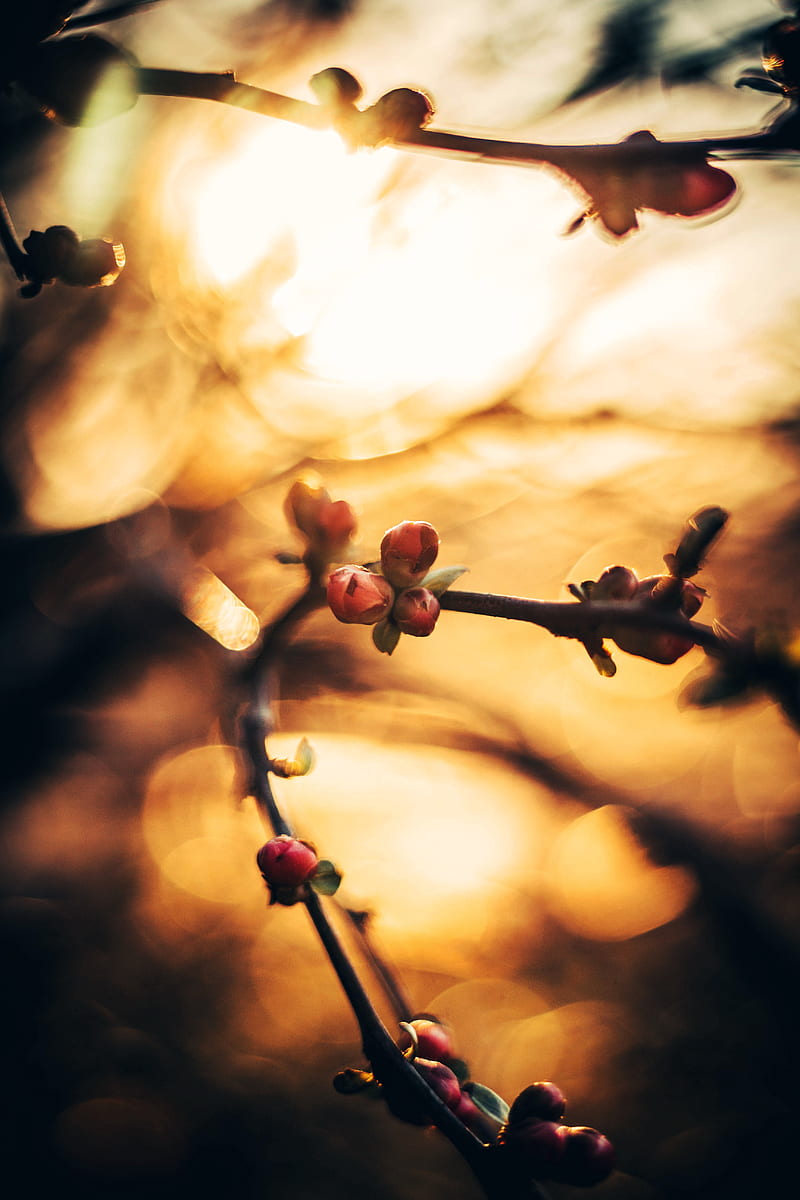 buds, spring, branch, macro, blur, glare, bokeh, HD phone wallpaper