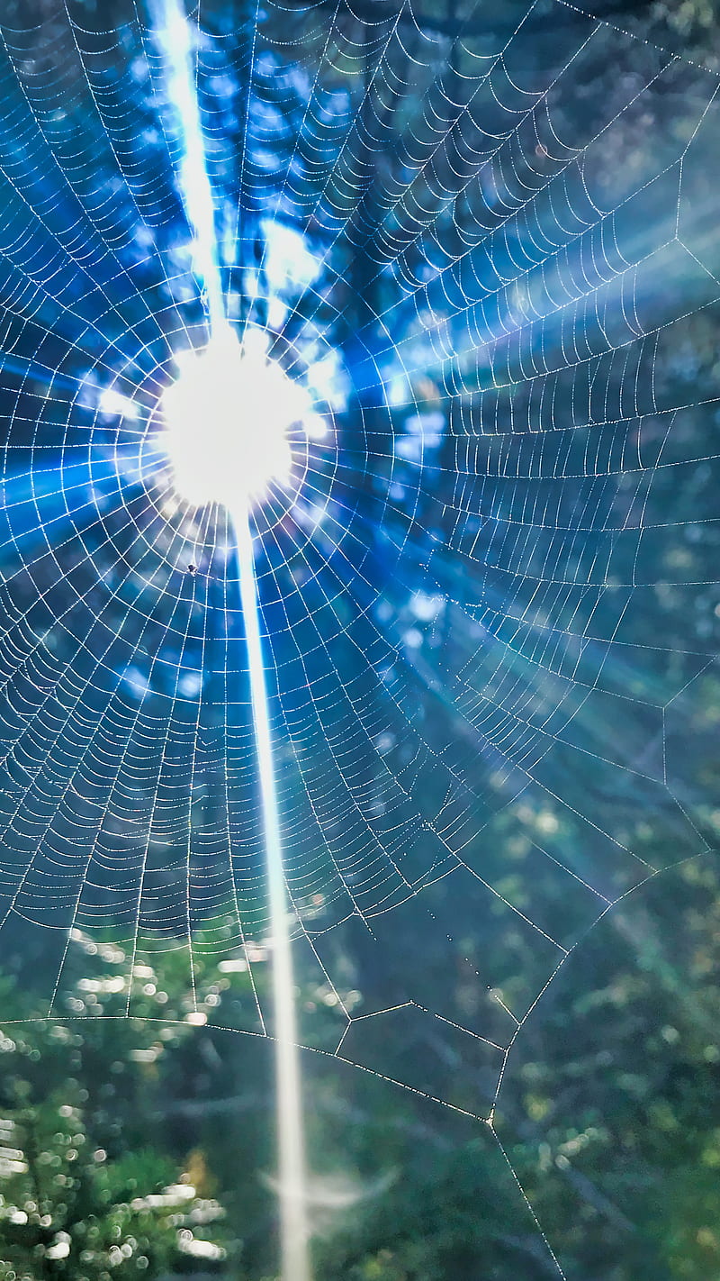Teamwork, Flowers, big spider web, blue, bright, cool spider web, fall, fall colors, forest, green, halloween, october, plants, season change, seasons, spider, spider web, spiders, spiders web, sun, sunlight, web, white, HD phone wallpaper