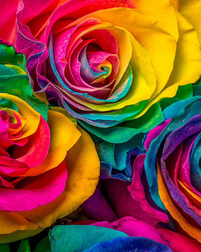 rose, flowers, colorful, petals, HD phone wallpaper