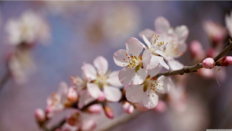 Peach Blossom Flowers, HD wallpaper