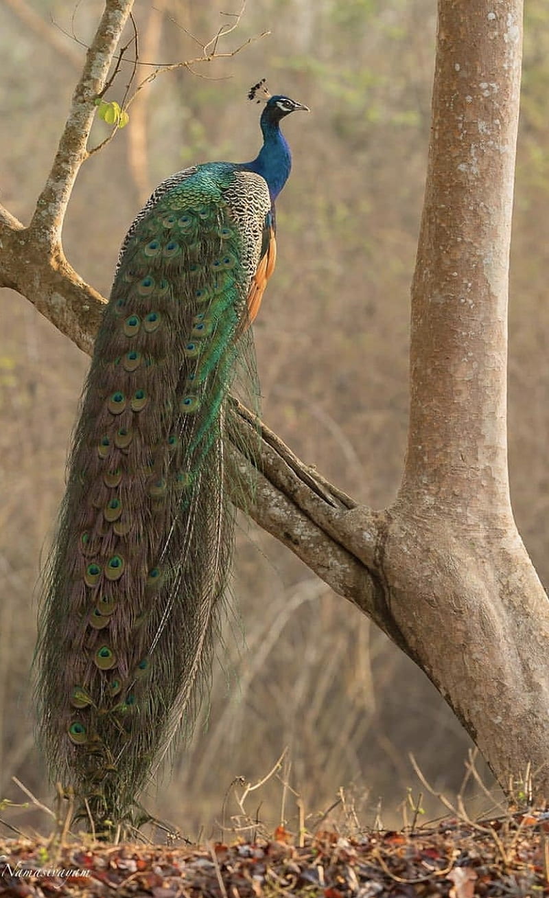 Beauty, bird, peacock, HD phone wallpaper