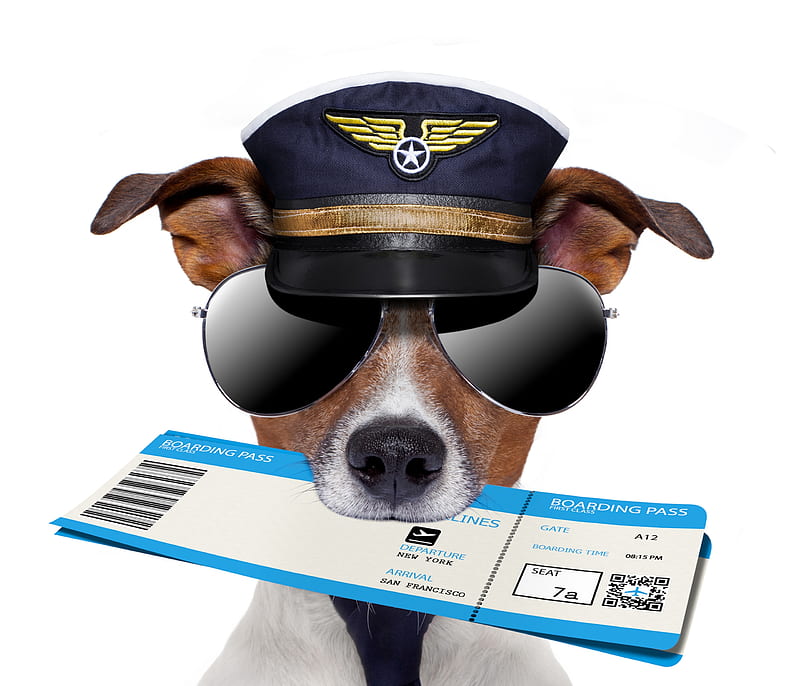 :-), jack russell terrier, dog, sunglasses, ticket, funny, face, hat, HD wallpaper