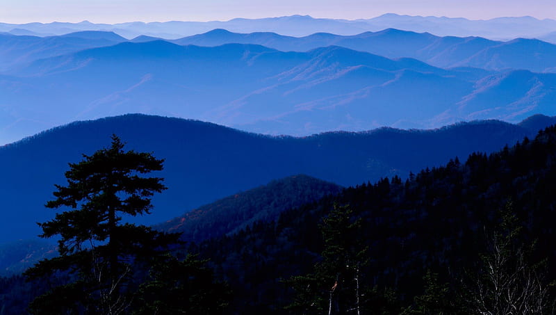 great smokey mountains np tennessee, trees, blue, mountains, mist, HD wallpaper