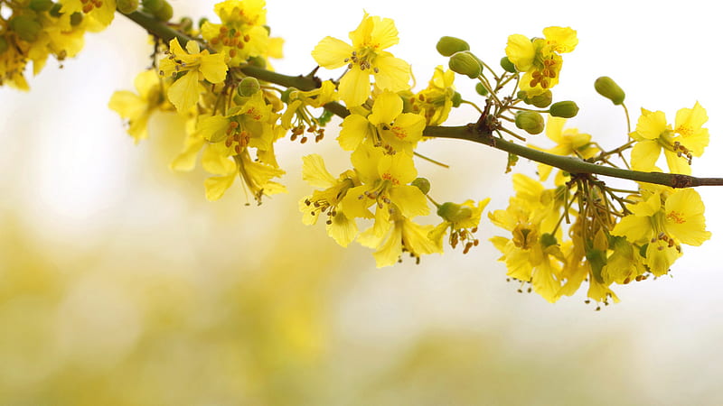 Yellow Flowers On Tree Stem Yellow, HD wallpaper | Peakpx