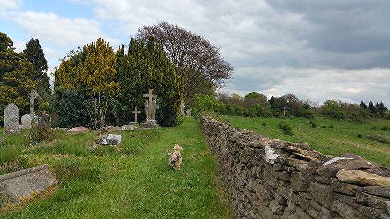 Bailey, City of bath, Beckfords Tower, Rest, Lansdown Cemetery, HD wallpaper