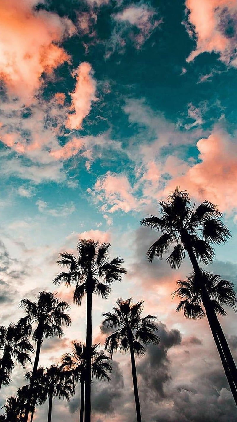 Palm trees, beach, palms, south, HD phone wallpaper | Peakpx