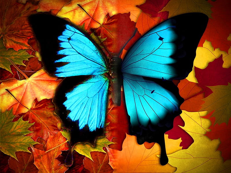 Autumn wings, autumn, leaves, butterfly, blue, HD wallpaper