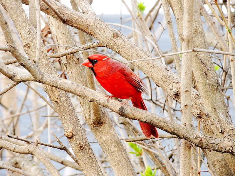Cardinal In The Spring, Cardinal, Tree, Spring, graphy, Bird, Male, HD wallpaper