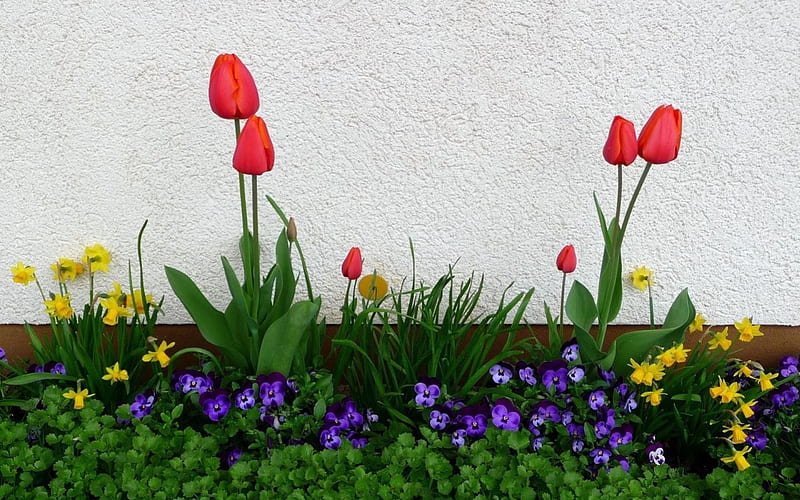 Flower bed, Daffodils, Pansies, green, flowers, tulips, flowerbed, HD wallpaper