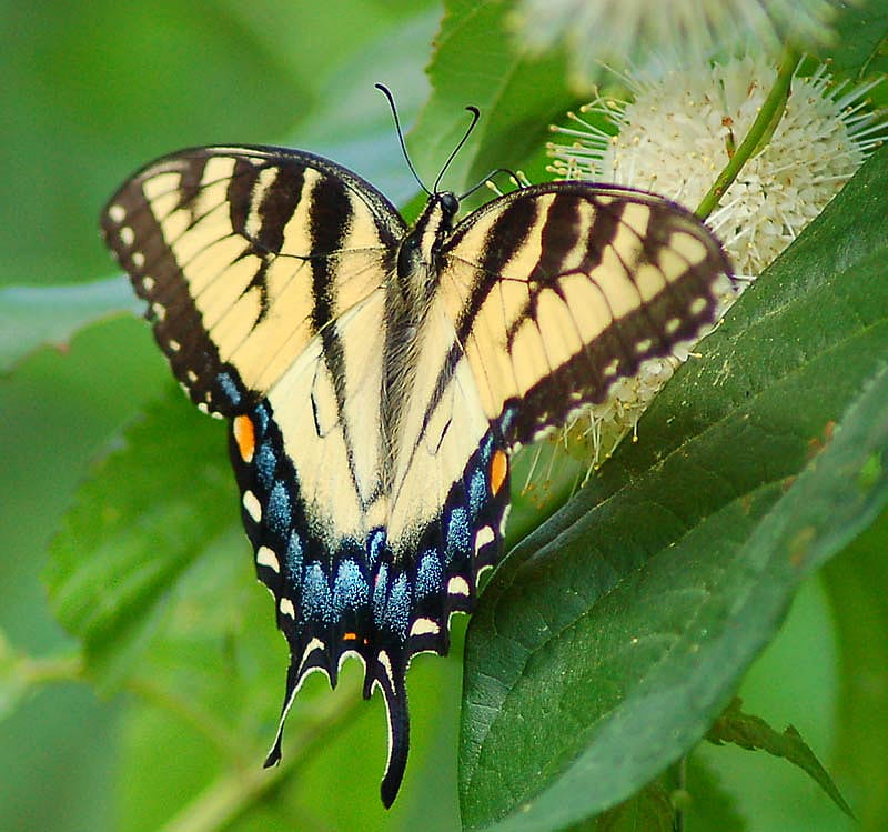 butterfly, eastern tiger swallowtail, wings, bonito, HD wallpaper