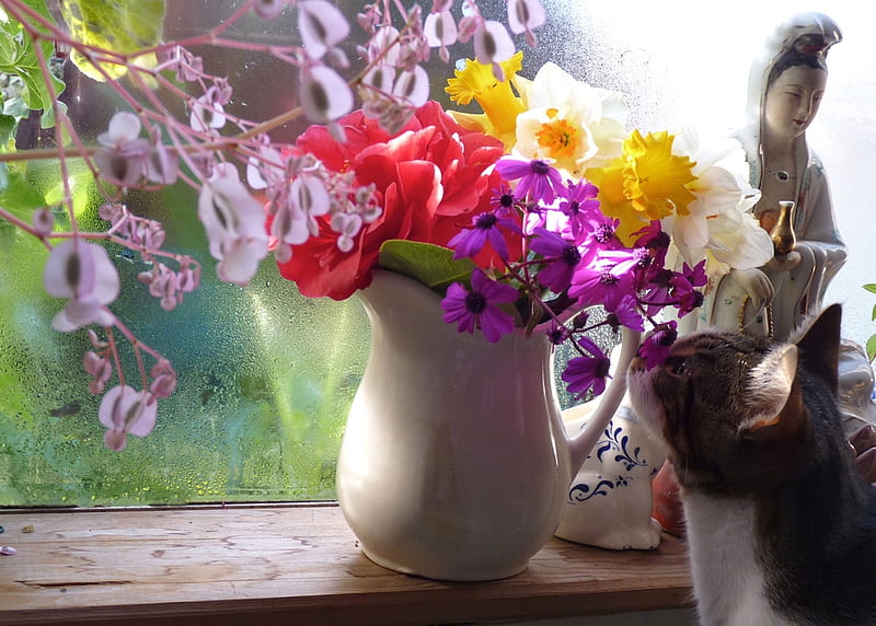 smell......Spring, lovely, window, flowers, vase, sniffing, spring, cat, HD wallpaper
