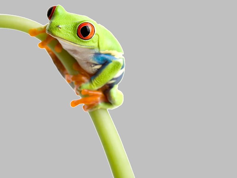Tree Frog., frog, tree, green, animal, HD wallpaper
