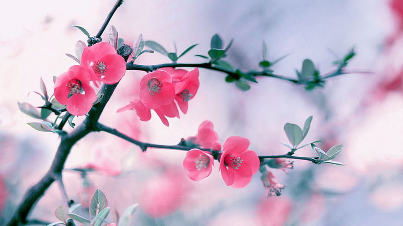 Small Pink Flowers With Leaves Branches Spring, HD wallpaper