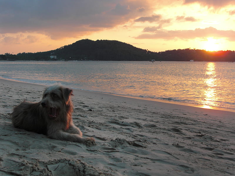 lazy dog, beach, ocean, nature, sunset, dog, HD wallpaper