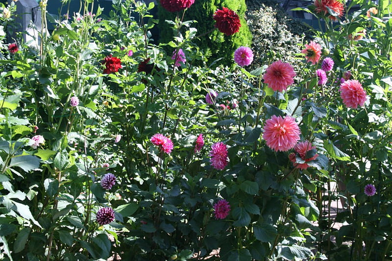 A remarkable day at Edmonton garden 31, red, graphy, green, Dahlia ...