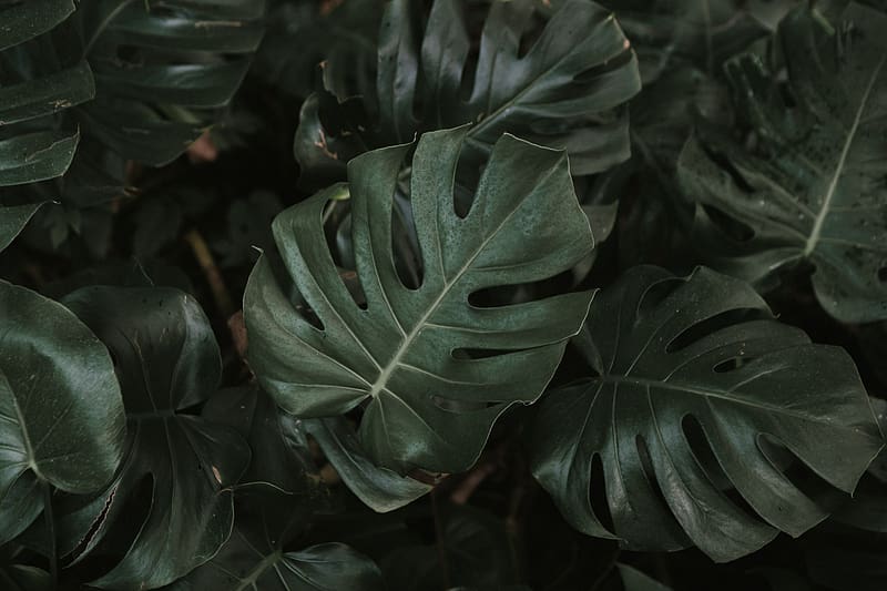 monstera, plant, leaves, dark, green, HD wallpaper