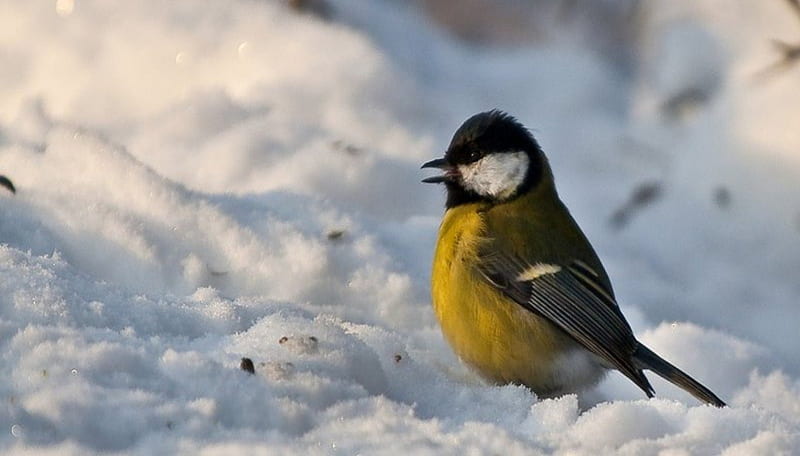 Great tit, tits, birds, winter, cold, cute, graphy, snow, nature, animals, HD wallpaper