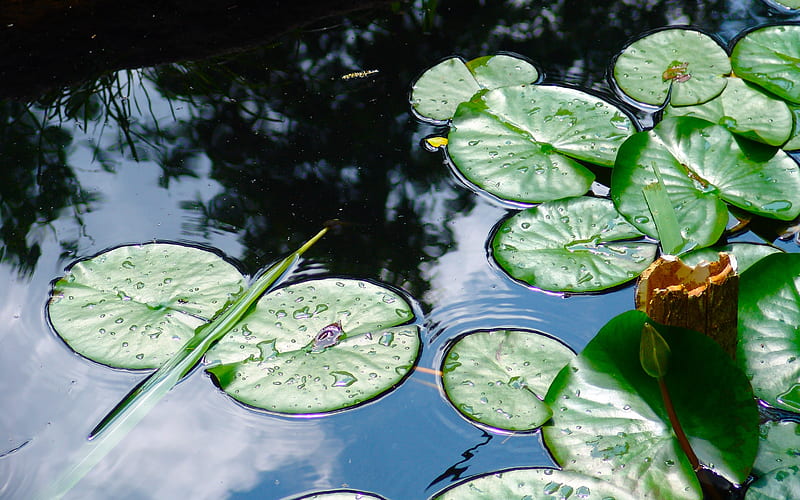 Lillypads, pond, wate, green, lilly, HD wallpaper