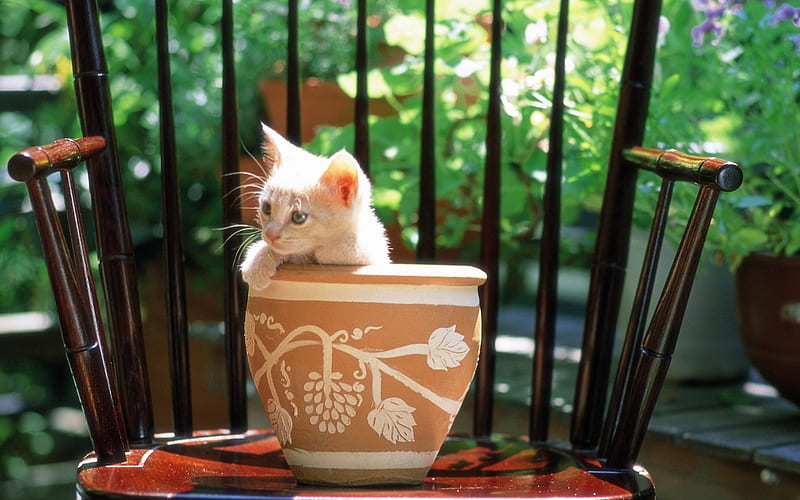 Baby kitten in flower pot, HD wallpaper