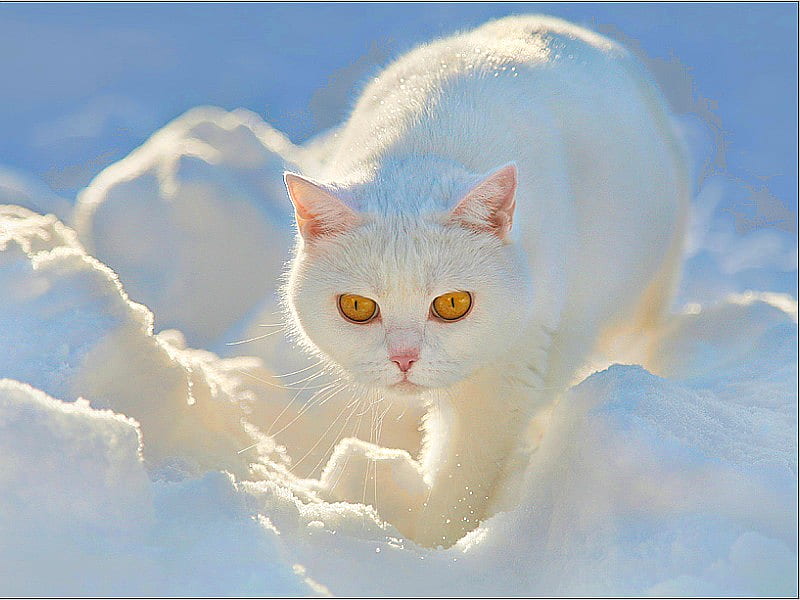 Snow Cat, snow, white cat, white, yellow eyes, cat, winter, HD ...