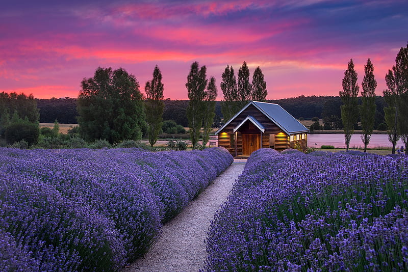 flower, summer, sunset, lavender, field, house, cottage, sky, vara, purple, pink, HD wallpaper